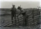 Hallsarve Hans och Oskar Karlsson, far och son, sätter upp stör. De gör hål för stören med varsin janstaur, spett, och kör sedan ner stören och trampar till runt den. Det är något oklart var de arbetar, men det kan vara Sunnkörke i bakgrunden, se Nr 210.