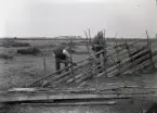 Hallsarve Oskar och Hans Karlsson knyter bandar. Här är det Oskar som knyter underbanden, vilket var rangordningen, fadern Hans knyter i uppe, vilket var mer ansvarsfullt. Och här knyter faktiskt Hans en styttstörsbande! Se Nr 210! Styttstörarna var viktiga sidostöd som skulle hålla emot tryck från djur och stormar, särskilt viktigt på grunda jordar och öppna platser som här på Lausbackar.