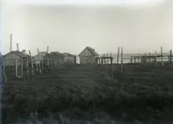 Bild 435.  Gangisträum vid Nabbu