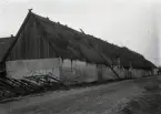 Denna imponerande ladugårdslänga tillhörde två parter Hallbjäns och en part Mattsarve. Masse var här som så många gånger annars påpasslig och fotograferade byggnaderna just innan de revs. Ena hitre parten Hallbjäns flyttade ut vid skiftet och den andra parten byggde ny ladugård på andra sidan gårdstomten, se Bild 797. Kvar blev Mattsarves ladugård, som stod kvar till omkring 1960. Ladugården på bilden var enligt Lauboken byggd på 1830-talet, men frågan är om den inte var lite yngre. Den hitre partens ladugårdsdel har halmtak, men den bortre som här är aktuell tycks ha agtak. Tröskhusen låg inåt gården på samtliga parter. En lång takstege står mot taket, sådana fanns på alla parter.