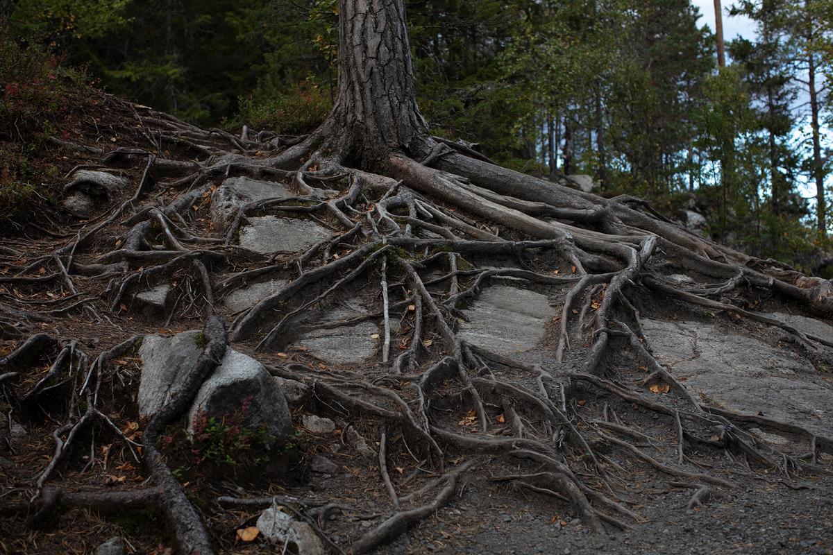 Then and In Between Now #Roots [C-type print]