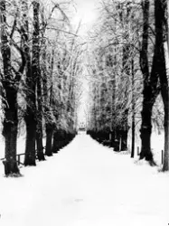 Enligt tidigare notering: Vinterbild. Villa allé.

Allé mot 