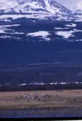 Brushanespill på Fokstumyra. Snøhetta og Flathøe i bakgrunne