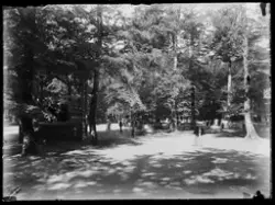 Bøgeskogen i Larvik. En park med mange frodige trær og mulig