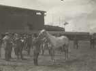 Soldater med häst vid stor byggnad, OS i Antwerpen 1920.