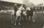 Ryttartävlingar, fyra ryttare gör honnör på stadion, 1914.