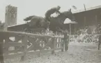 Häst som hoppar över hinder, Stockholms stadion, hästutställning, 1914.
