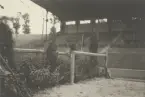 Hästhoppning vid OS i Paris, 1924.