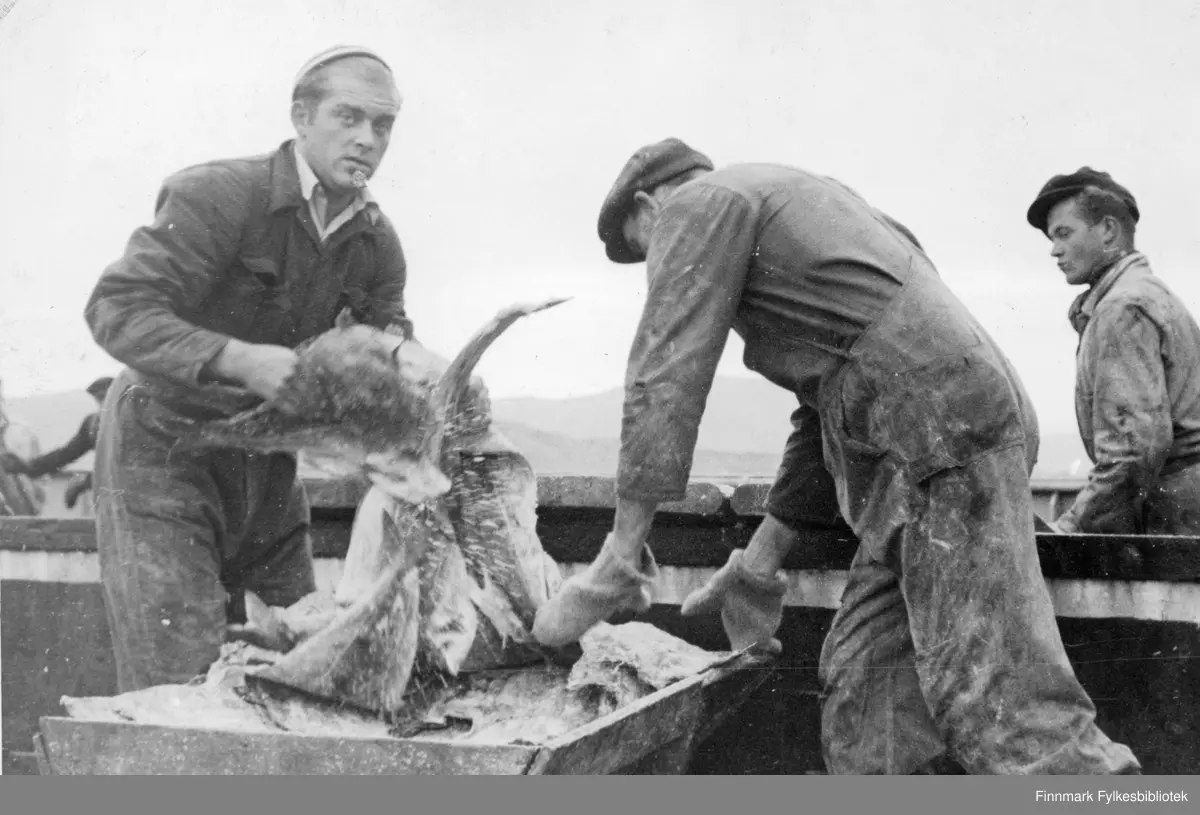Produksjon av saltfisk i Båtsfjord i 1946.