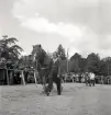 Lantbruksmötet.
Hästpremiering. En kvinna i randig jacka m.m. leder runt en arbetshäst på skolgården till Växjö Högre Allmänna Läroverk.