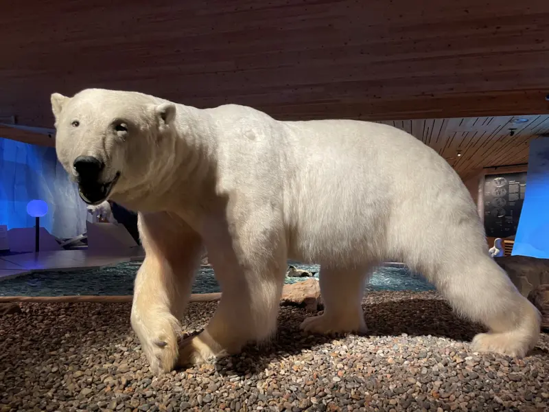 En utstoppet voksen bamse utstilt på Svalbard museum