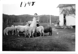 Henny Ryvoll med sauene sine. Årstall er 1948.