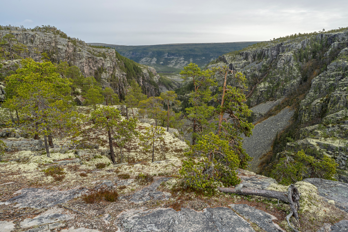 Furuskog ved Jutulhogget i grensetraktene mellom Alvdal og Rendalen kommuner i Innllandet. Jutulhogget er ei 2,4 kilometer lang, djup kløft i sparagmittfjell med til dels stupbratte sidevegger med høyder på fra drøyt 100 til mer enn 200 meter. Bredden varierer fra 150 til 500 meter. – en canyon – som strekker seg fra Barkaldområdet ved Glomma mot Tysladalføret like sør for Midtskogen, et par gardsbruk som ligger i grensetraktene mellom Tylldalen i Tynset kommune og Øvre Rendalen. Navnet Jutulhogget henspiller på et gammelt sagn skal kløfta være skåret ned i terrenget av rendalsjutulen, som ville lede vann fra Glomma over mot Rendalen. Geologene mener at kløfta er dannet av vann og grus fra en sjø som fylte den øvre delen av Østerdalen ved den siste istidas slutt. Denne sjøen, som i ettertid er blitt kalt Nedre Glåmsjø, brøt ut under isen og dannet et nytt løp østover gjennom løsere bergmasser. En demning av is brast i løpet av kort tid, og det var flommen av smeltevann som gravde kløfta mot parallelldalføret i øst.