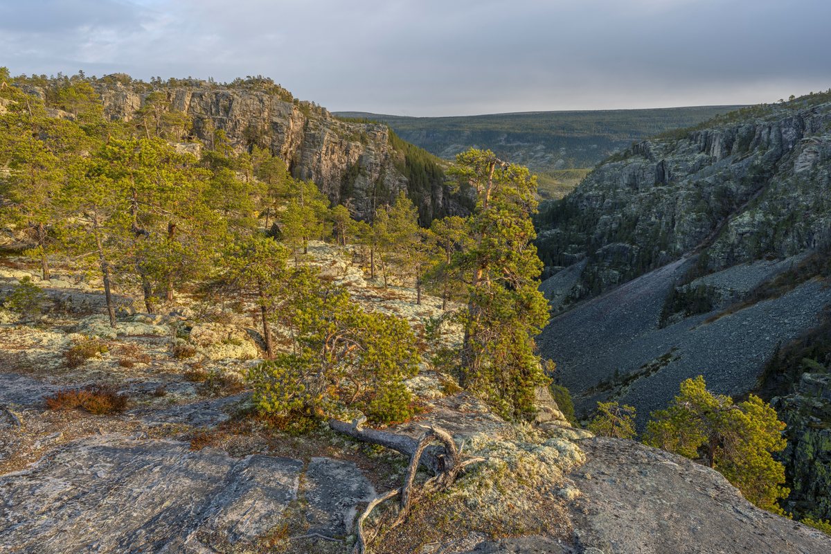 Furuskog ved Jutulhogget i grensetraktene mellom Alvdal og Rendalen kommuner i Innllandet. Jutulhogget er ei 2,4 kilometer lang, djup kløft i sparagmittfjell med til dels stupbratte sidevegger med høyder på fra drøyt 100 til mer enn 200 meter. Bredden varierer fra 150 til 500 meter. – en canyon – som strekker seg fra Barkaldområdet ved Glomma mot Tysladalføret like sør for Midtskogen, et par gardsbruk som ligger i grensetraktene mellom Tylldalen i Tynset kommune og Øvre Rendalen. Navnet Jutulhogget henspiller på et gammelt sagn skal kløfta være skåret ned i terrenget av rendalsjutulen, som ville lede vann fra Glomma over mot Rendalen. Geologene mener at kløfta er dannet av vann og grus fra en sjø som fylte den øvre delen av Østerdalen ved den siste istidas slutt. Denne sjøen, som i ettertid er blitt kalt Nedre Glåmsjø, brøt ut under isen og dannet et nytt løp østover gjennom løsere bergmasser. En demning av is brast i løpet av kort tid, og det var flommen av smeltevann som gravde kløfta mot parallelldalføret i øst.