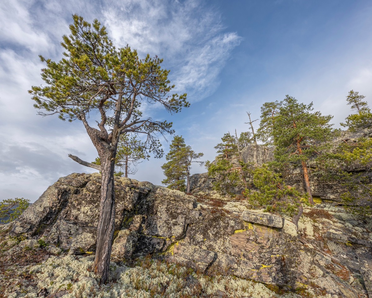 Furuskog på kanten av Jutulhogget i grensetraktene mellom Alvdal og Rendalen kommuner i Innllandet. Jutulhogget er ei 2,4 kilometer lang, djup kløft i sparagmittfjell med til dels stupbratte sidevegger med høyder på fra drøyt 100 til mer enn 200 meter. Bredden varierer fra 150 til 500 meter. – en canyon – som strekker seg fra Barkaldområdet ved Glomma mot Tysladalføret like sør for Midtskogen, et par gardsbruk som ligger i grensetraktene mellom Tylldalen i Tynset kommune og Øvre Rendalen. Navnet Jutulhogget henspiller på et gammelt sagn skal kløfta være skåret ned i terrenget av rendalsjutulen, som ville lede vann fra Glomma over mot Rendalen. Geologene mener at kløfta er dannet av vann og grus fra en sjø som fylte den øvre delen av Østerdalen ved den siste istidas slutt. Denne sjøen, som i ettertid er blitt kalt Nedre Glåmsjø, brøt ut under isen og dannet et nytt løp østover gjennom løsere bergmasser. En demning av is brast i løpet av kort tid, og det var flommen av smeltevann som gravde kløfta mot parallelldalføret i øst.