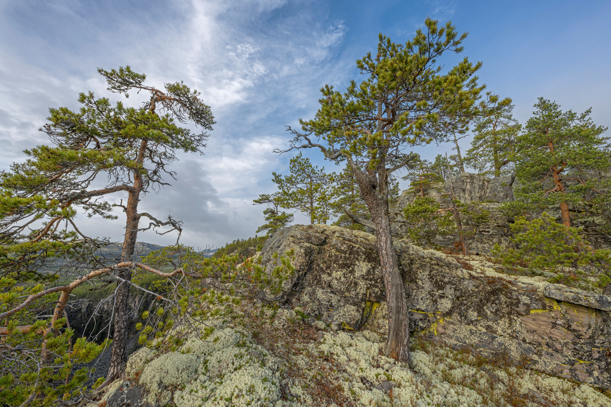 Furuskog på kanten av Jutulhogget i grensetraktene mellom Alvdal og Rendalen kommuner i Innllandet. Jutulhogget er ei 2,4 kilometer lang, djup kløft i sparagmittfjell med til dels stupbratte sidevegger med høyder på fra drøyt 100 til mer enn 200 meter. Bredden varierer fra 150 til 500 meter. – en canyon – som strekker seg fra Barkaldområdet ved Glomma mot Tysladalføret like sør for Midtskogen, et par gardsbruk som ligger i grensetraktene mellom Tylldalen i Tynset kommune og Øvre Rendalen. Navnet Jutulhogget henspiller på et gammelt sagn skal kløfta være skåret ned i terrenget av rendalsjutulen, som ville lede vann fra Glomma over mot Rendalen. Geologene mener at kløfta er dannet av vann og grus fra en sjø som fylte den øvre delen av Østerdalen ved den siste istidas slutt. Denne sjøen, som i ettertid er blitt kalt Nedre Glåmsjø, brøt ut under isen og dannet et nytt løp østover gjennom løsere bergmasser. En demning av is brast i løpet av kort tid, og det var flommen av smeltevann som gravde kløfta mot parallelldalføret i øst.