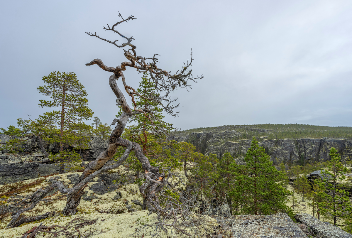 Tørrfuru. Furuskog på kanten av Jutulhogget i grensetraktene mellom Alvdal og Rendalen kommuner i Innllandet. Jutulhogget er ei 2,4 kilometer lang, djup kløft i sparagmittfjell med til dels stupbratte sidevegger med høyder på fra drøyt 100 til mer enn 200 meter. Bredden varierer fra 150 til 500 meter. – en canyon – som strekker seg fra Barkaldområdet ved Glomma mot Tysladalføret like sør for Midtskogen, et par gardsbruk som ligger i grensetraktene mellom Tylldalen i Tynset kommune og Øvre Rendalen. Navnet Jutulhogget henspiller på et gammelt sagn skal kløfta være skåret ned i terrenget av rendalsjutulen, som ville lede vann fra Glomma over mot Rendalen. Geologene mener at kløfta er dannet av vann og grus fra en sjø som fylte den øvre delen av Østerdalen ved den siste istidas slutt. Denne sjøen, som i ettertid er blitt kalt Nedre Glåmsjø, brøt ut under isen og dannet et nytt løp østover gjennom løsere bergmasser. En demning av is brast i løpet av kort tid, og det var flommen av smeltevann som gravde kløfta mot parallelldalføret i øst.
