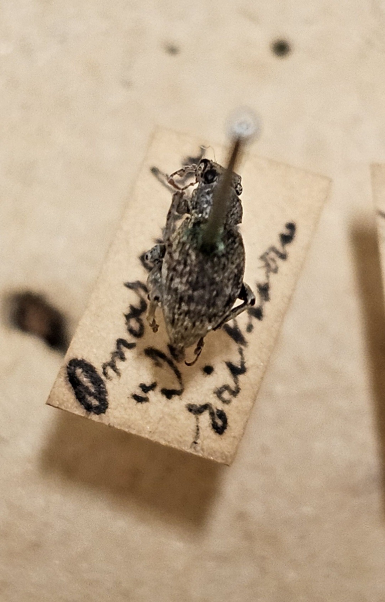 Skalbagge på insektsnål. 
Tillhör huvudgrupp Coleoptera
Tillhör familj Curculionidae
Släkte/art: ?
Adult

Ursprungsland: Sydvästafrika/Namibia 
Fyndplats: Ovampo

På etiketten står: