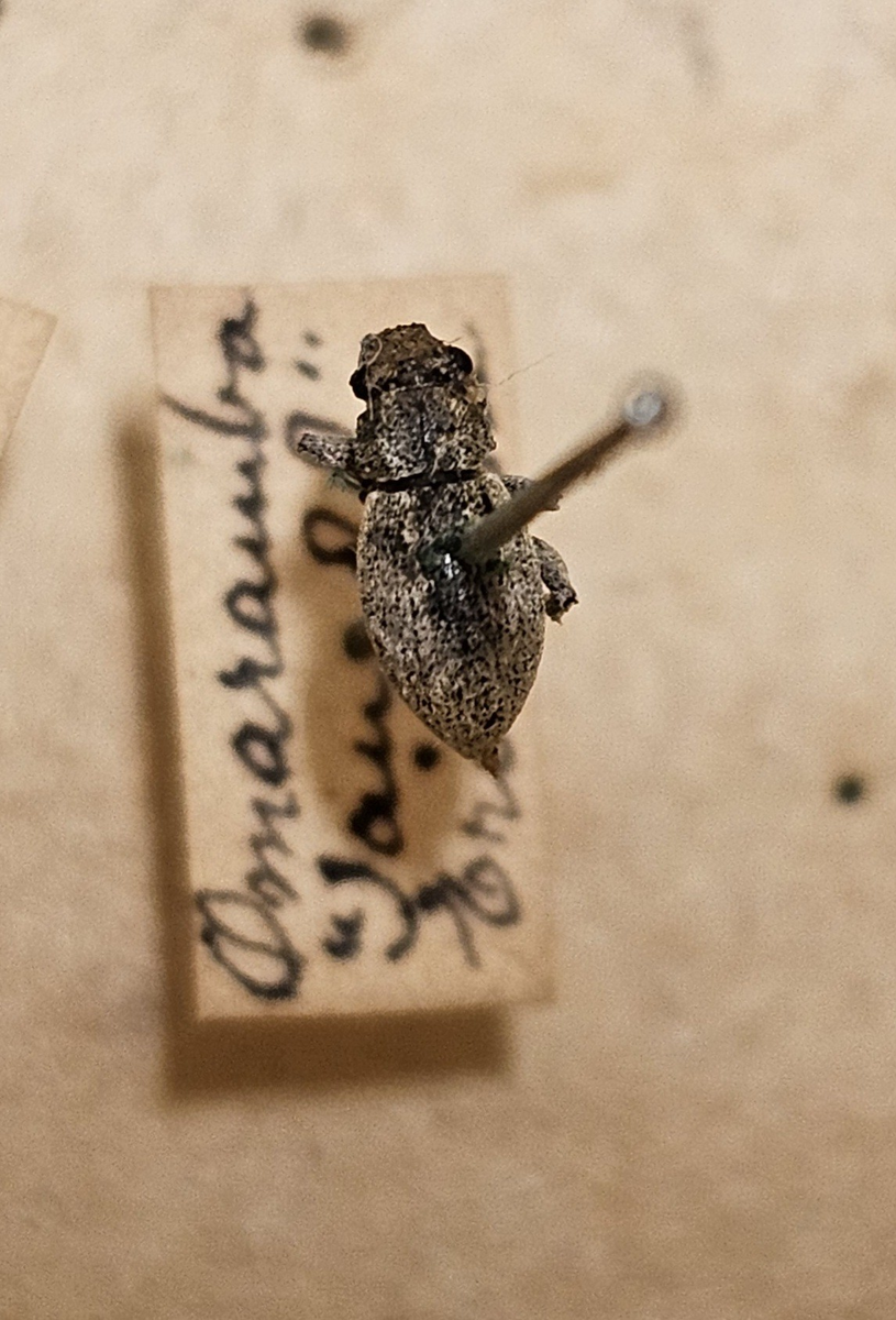 Skalbagge på insektsnål. 
Tillhör huvudgrupp Coleoptera
Tillhör familj Curculionidae
Släkte/art: ?
Adult

Ursprungsland: Sydvästafrika/Namibia 
Fyndplats: Ovampo

På etiketten står: