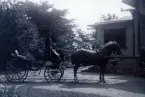 Carlsberg 1893.
Gustav Sundbergs ekipage med kusken och alltiallon Ryd.