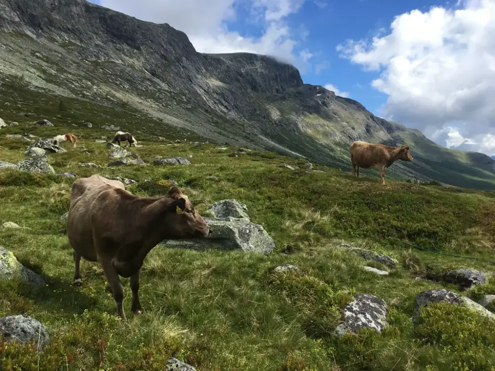 kyr i fjellet