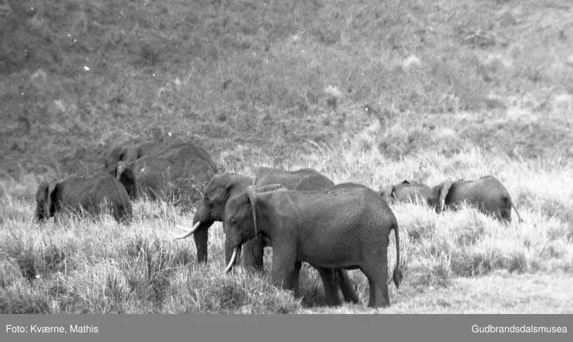 Elefanter, safari, Øst-Afrika