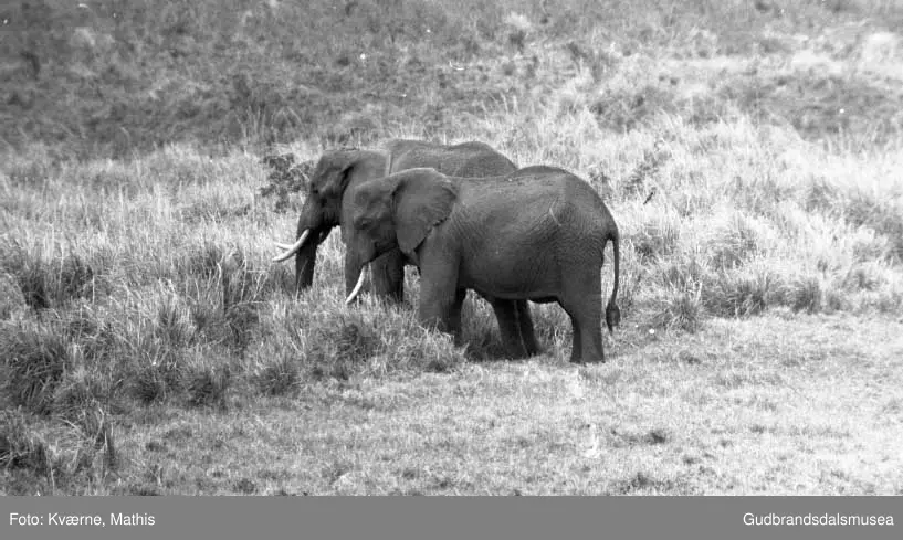 Elefanter, safari, Øst-Afrika