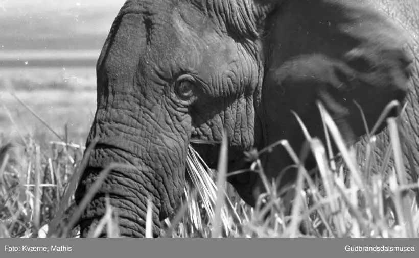 Elefanter, safari, Øst-Afrika