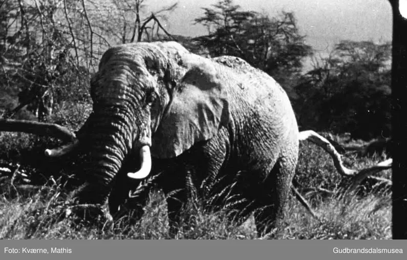 Elefanter, safari, Øst-Afrika