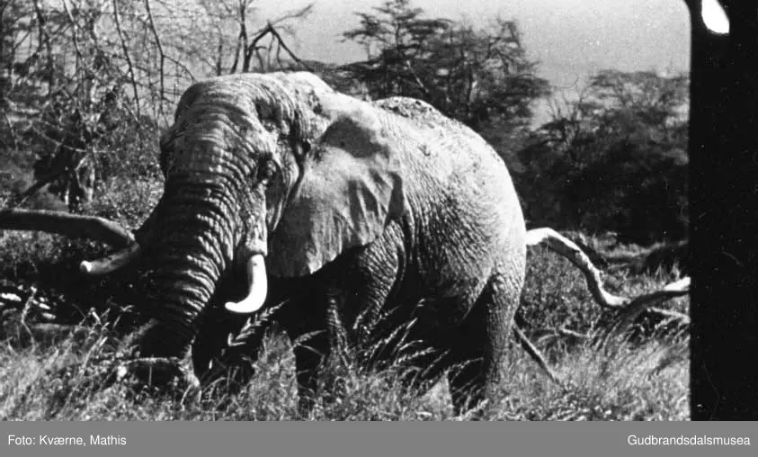 Elefanter, safari, Øst-Afrika