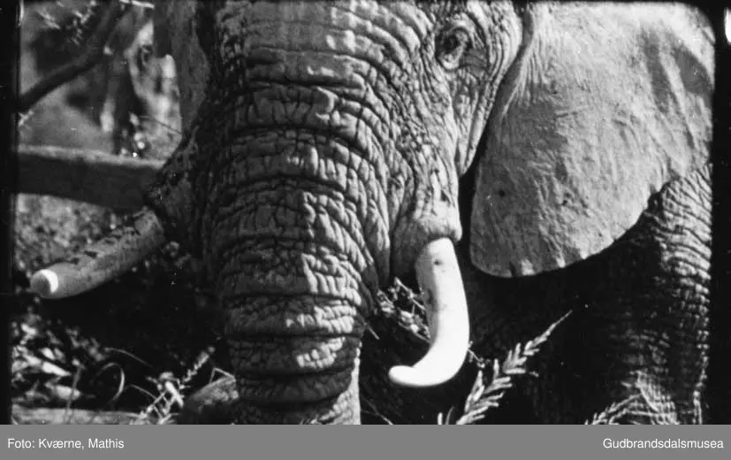 Elefanter, safari, Øst-Afrika