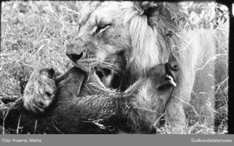 Løve med bytte, safari, Øst-Afrika