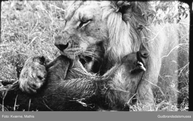 Løve med bytte, safari, Øst-Afrika