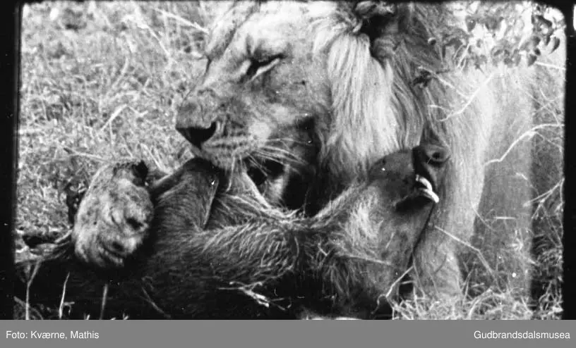 Løve med bytte, safari, Øst-Afrika