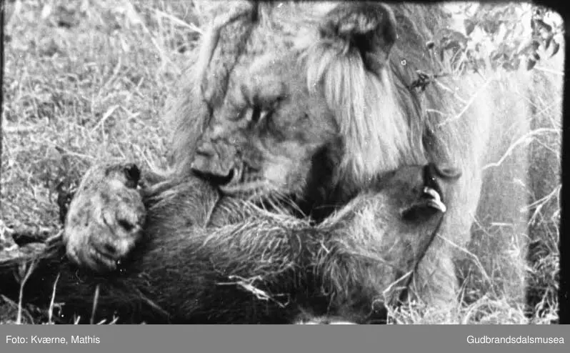 Løve med bytte, safari, Øst-Afrika