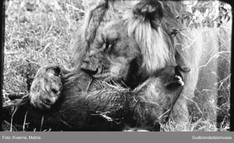 Løve med bytte, safari, Øst-Afrika