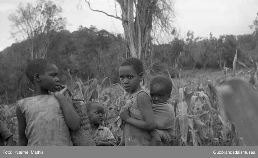 Afrikanske barn ved maisåker