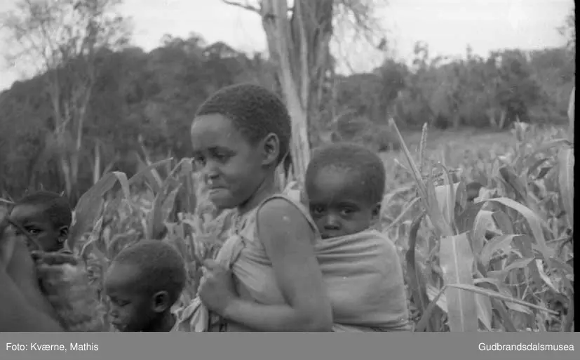 Afrikanske barn ved maisåker