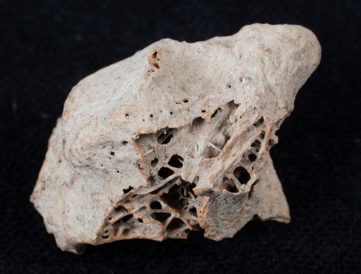 Ett rikt boplatsmaterial från mellanneolitikum. Materialet utgörs av:
Avslag och spånfragment, 202 st
Avslagsskrapa, 3 st
Dolkfragmeent, 1 st
Dubbelskrapa, 1 st
Keramik, mynning, dekorerad. 17 st
Keramik, buk dekorerad, 25 st
Keramik, buk, 27 st
Knacksten, 3 st
Knackstensfragment, 1 st
Kärna, 12 st
Malstensfragment, 1 st
Mikrospån, 1 st
Spånkärna, fragment, 8 st
Spånkärna, cylindrisk, 15 st
Spånpilspets, 7 st
Spånskrapor, 22 st
Sticklar, 4 st
Yxfragment bergart, 3 st
Yxfragment flinta, 9 st.
Slipsten, stor, 1 st

Benmaterial:
Fisk: tonfisk, torsk, lyrtorsk, gråsej, vitling, långa
Havsdäggdjur: Vitnosdelfin, tumlare, vikare, knubbsäl, gråsäl, grönlandssäl
Landvilt: älg, kronhjort, brunbjörn, bäver, hund/varg, vildsvin/tamgris
Tamdjur: nötkreatur, hund/varg, vildsvin/tamgris

Övrigt:
Mollusker, 2 askar
Kolprov, 1 ask