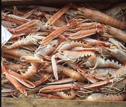 Färgdia: Räkor i trälåda. Lastrum med sill och haj. Havskräf