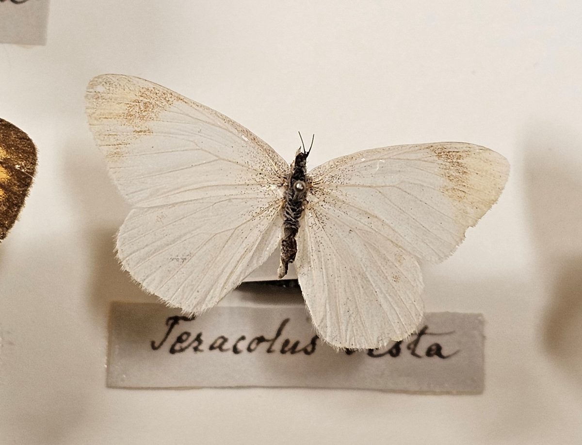 Fjäril på insektsnål. 
Tillhör huvudgrupp Lepidoptera
Tillhör familj Pieridae
Släkte/art: ?
Adult

Ursprungsland: Sydvästafrika/Namibia
Fyndplats: Damaraland

På etiketten står: Teracolus vesta