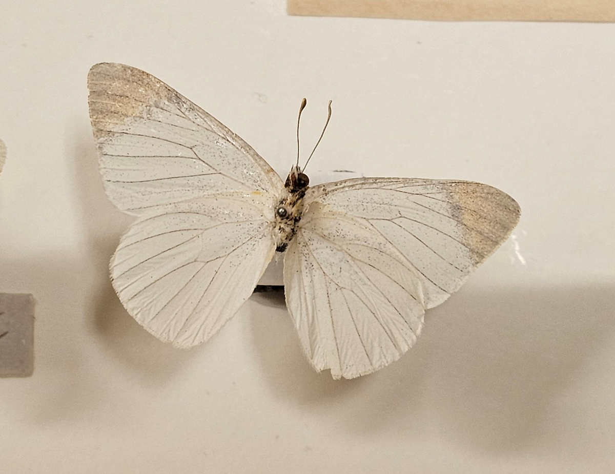 Fjäril på insektsnål. 
Tillhör huvudgrupp Lepidoptera
Tillhör familj Pieridae
Släkte/art: ?
Adult

Ursprungsland: Sydvästafrika/Namibia
Fyndplats: Damaraland

På etiketten står: Teracolus vesta