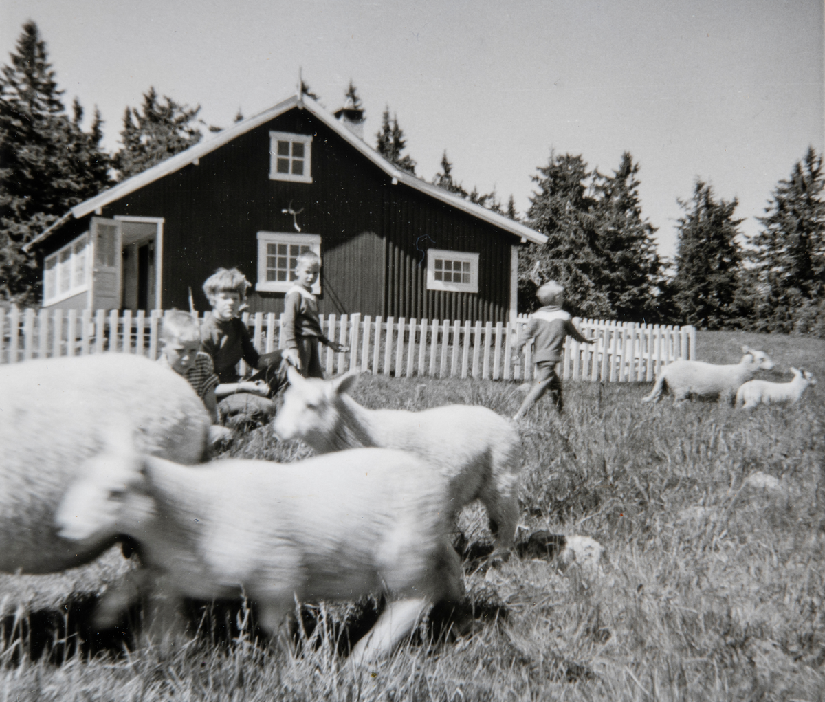 Gryttingødegården (157/5)
Sæterhuset på Brumund på 1960-tallet.
Olav Chr. Nilsen og Marie Nilsens barnebarn Morten Tomter, ukjent, Hans Tomter, Grethe Tomter, sauer i bevegelse.
