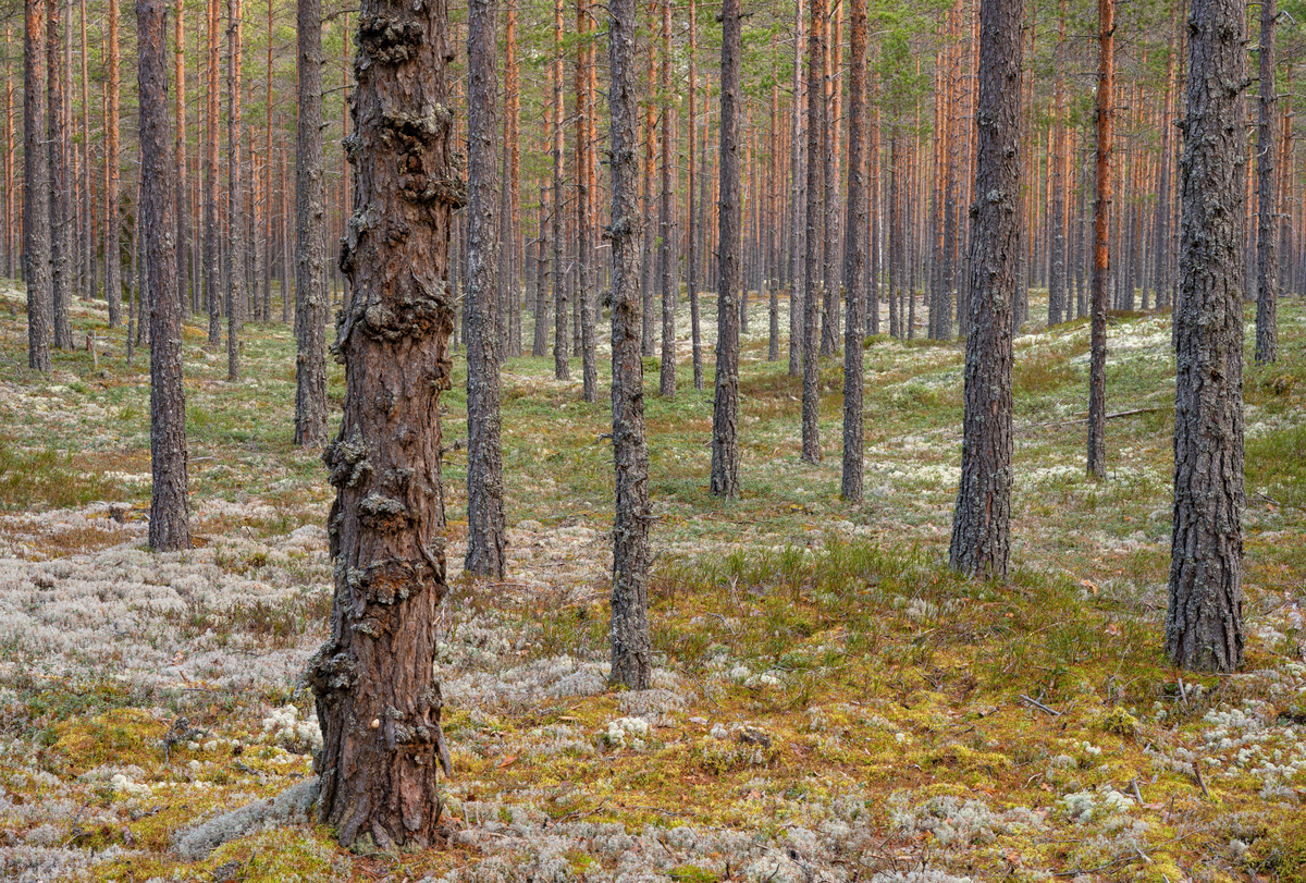 Furuskog. Landkskap med rik sandfuruskog. Fra Melåsmoen naturreservat  i Heradsbygda, Elverum kommune, Innlandet. Reservatet verner et område på cirka 120 dekar med sandfuruskog. Naturreservatet ble opprettet 7. desember 2018.
Sandfuruskoger er viktige habitater for blant annet jordlevende mykorrhizasopp. Reservatet anses som svært viktig i både regional og nasjonal sammenheng, siden det finnes svært få verneområder med formål om å beskytte vegetasjonen i sandfuruskoger.