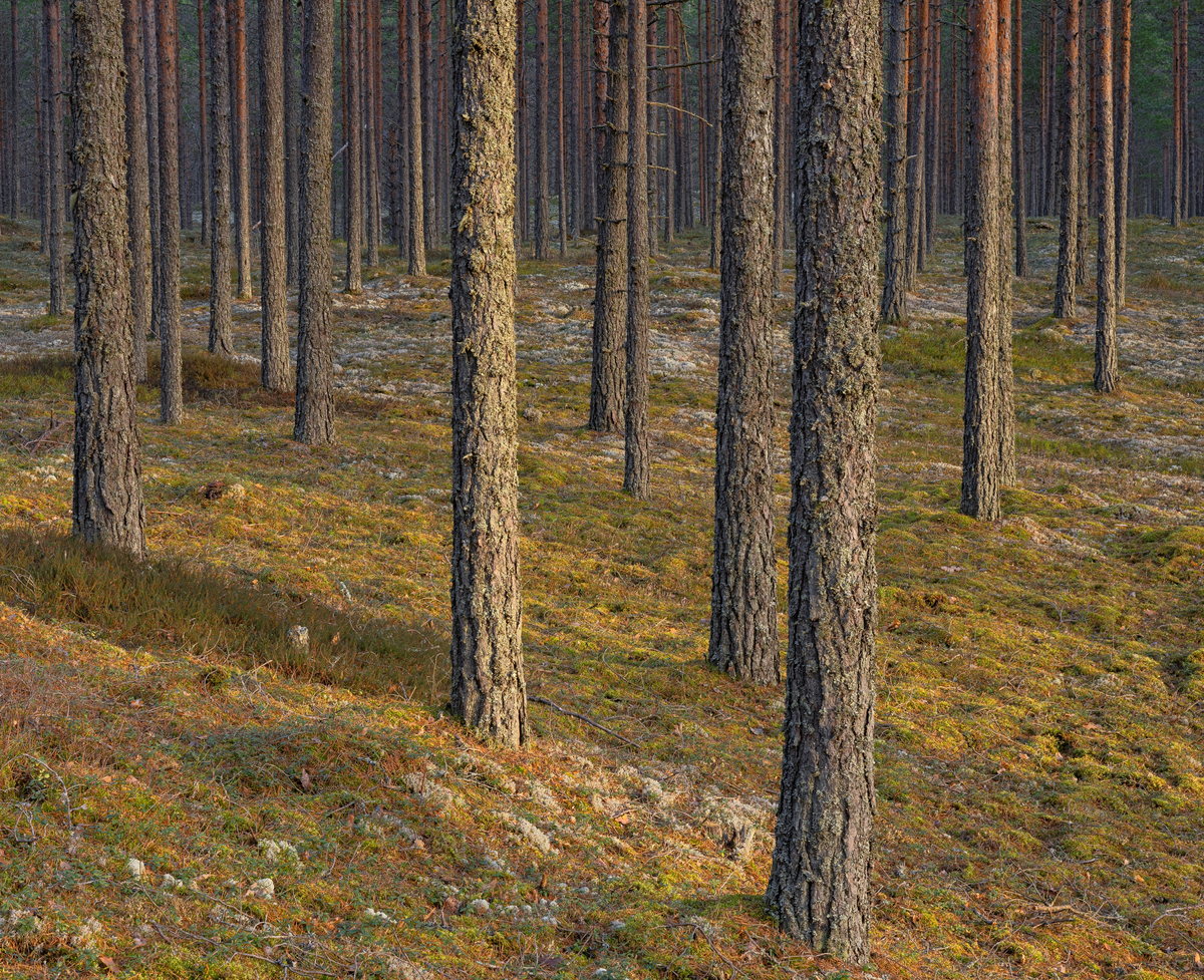 Furuskog. Landkskap med rik sandfuruskog. Fra Melåsmoen naturreservat  i Heradsbygda, Elverum kommune, Innlandet. Reservatet verner et område på cirka 120 dekar med sandfuruskog. Naturreservatet ble opprettet 7. desember 2018.
Sandfuruskoger er viktige habitater for blant annet jordlevende mykorrhizasopp. Reservatet anses som svært viktig i både regional og nasjonal sammenheng, siden det finnes svært få verneområder med formål om å beskytte vegetasjonen i sandfuruskoger.
