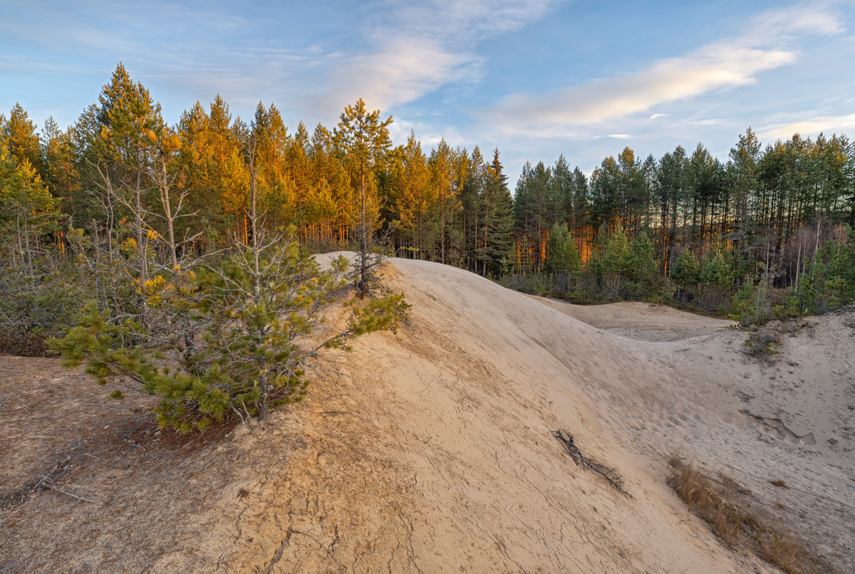 Furuskog. Landkskap med rik sandfuruskog nært til en haug med flyvesand. Fra Starmoen, Elverum, Innlandet.
Sandfuruskoger er viktige habitater for blant annet jordlevende mykorrhizasopp. Reservatet anses som svært viktig i både regional og nasjonal sammenheng, siden det finnes svært få verneområder med formål om å beskytte vegetasjonen i sandfuruskoger.