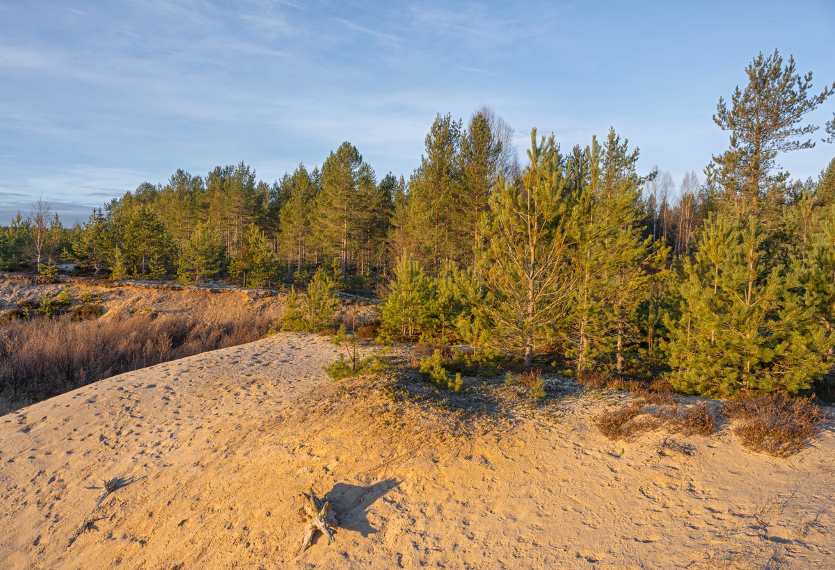 Furuskog. Landkskap med rik sandfuruskog nært til en haug med flyvesand. Fra Starmoen, Elverum, Innlandet.
Sandfuruskoger er viktige habitater for blant annet jordlevende mykorrhizasopp. Reservatet anses som svært viktig i både regional og nasjonal sammenheng, siden det finnes svært få verneområder med formål om å beskytte vegetasjonen i sandfuruskoger.