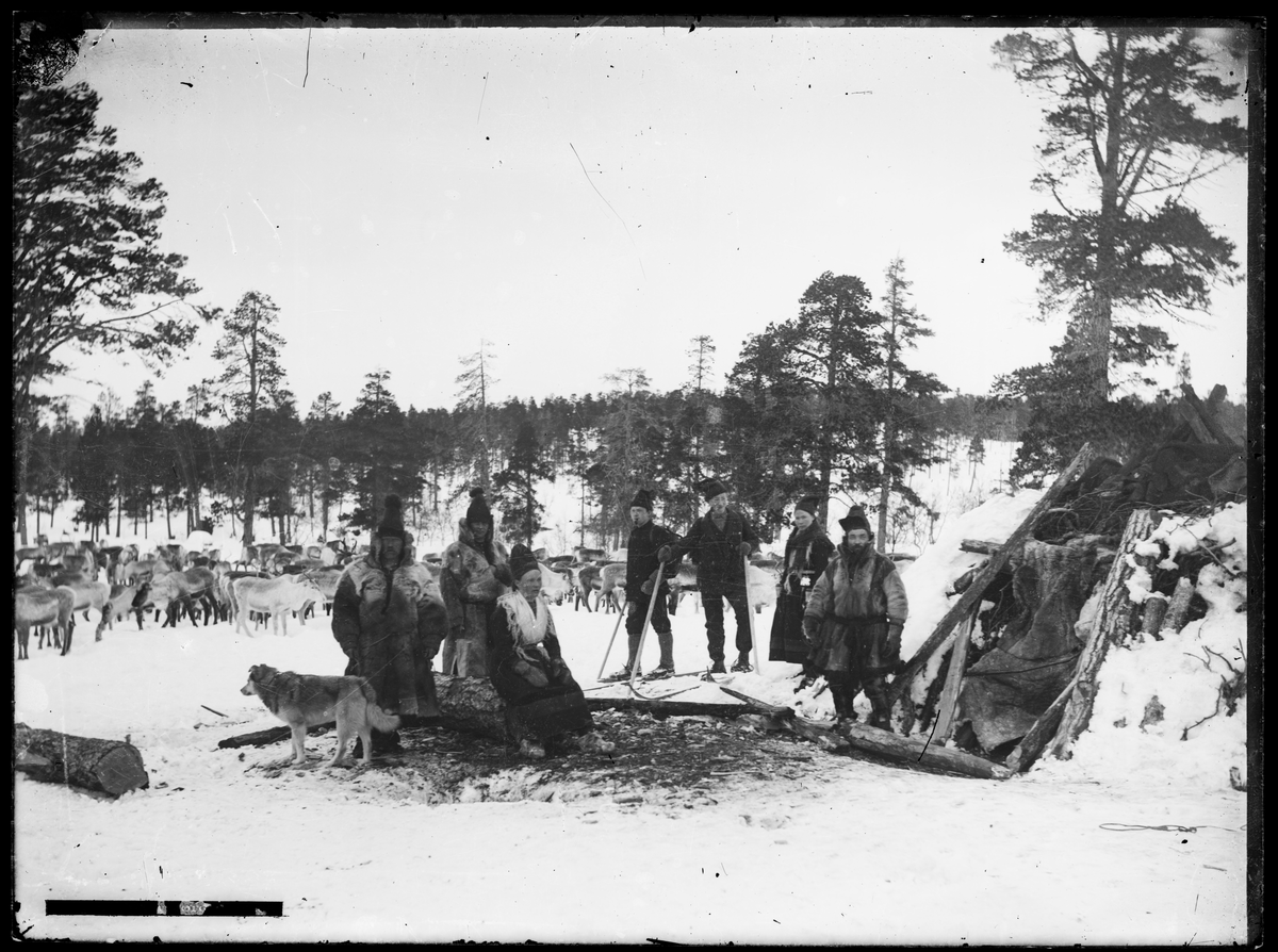 To skiløpere, samer og reinsdyr ved gamme, i vinterlandskap