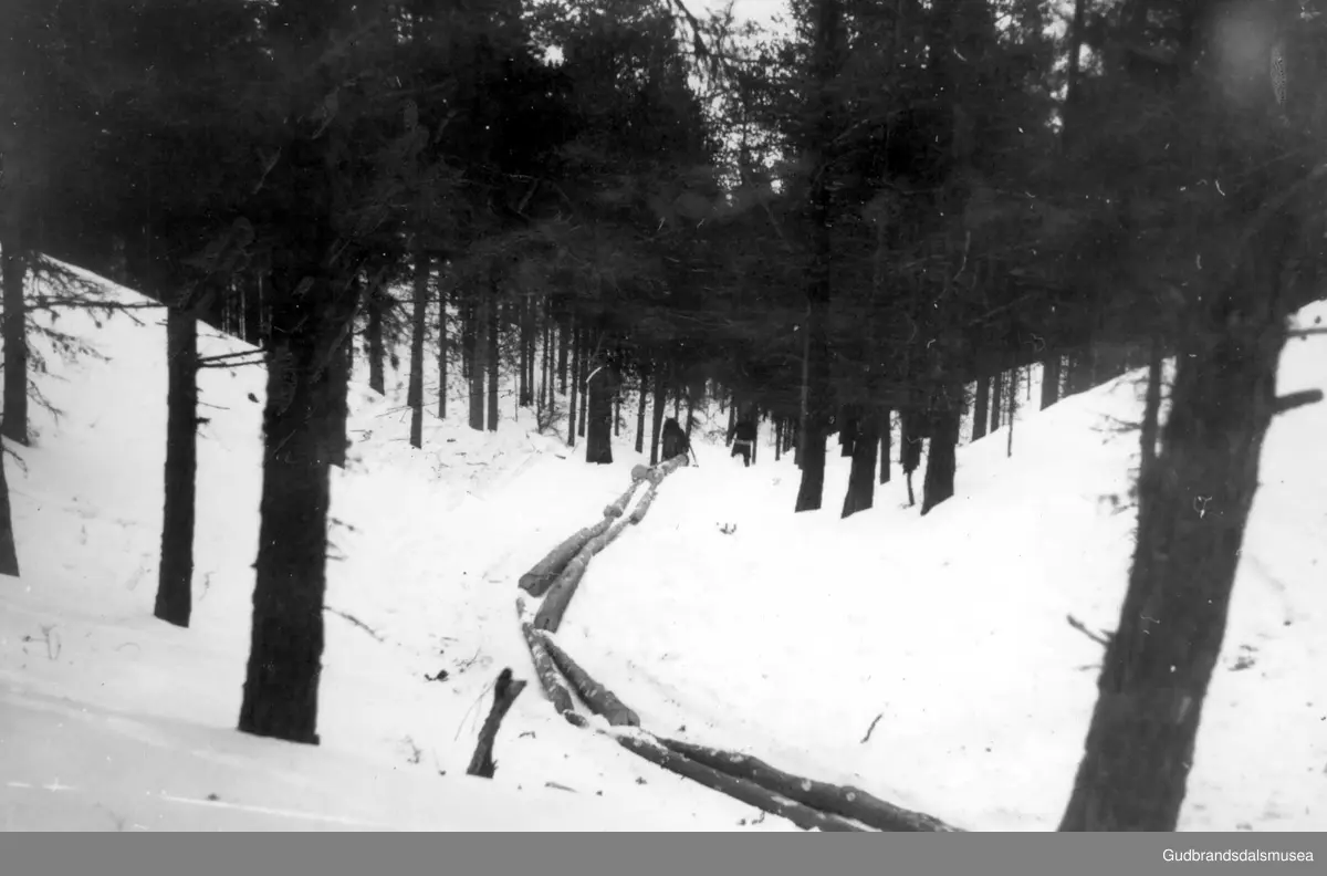 Skogsarbeid på Hjellen ovanfor Rykhusgardane på Dovre. Lensekøyring av tømmer nedover bakkane.