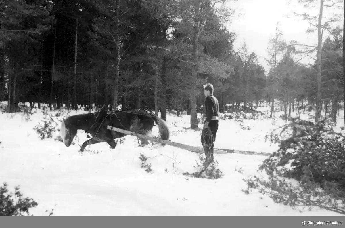 Skogsarbeid på Hjellen ovanfor Rykhusgardane på Dovre. Lensekøyring av tømmer nedover bakkane.